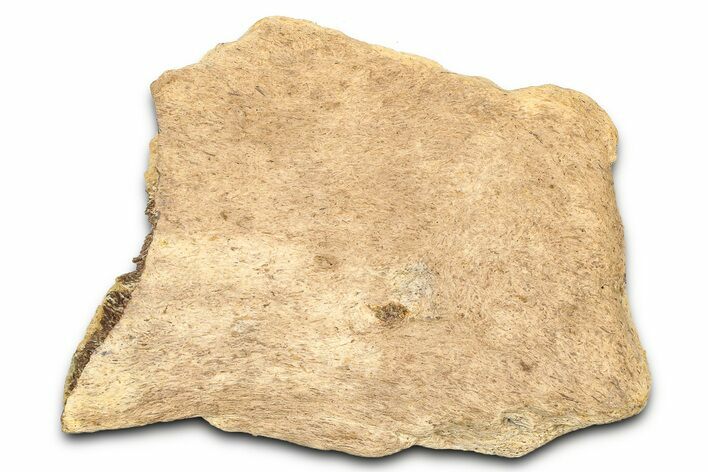 Dinosaur (Triceratops) Frill Shield Section - Wyoming #371530